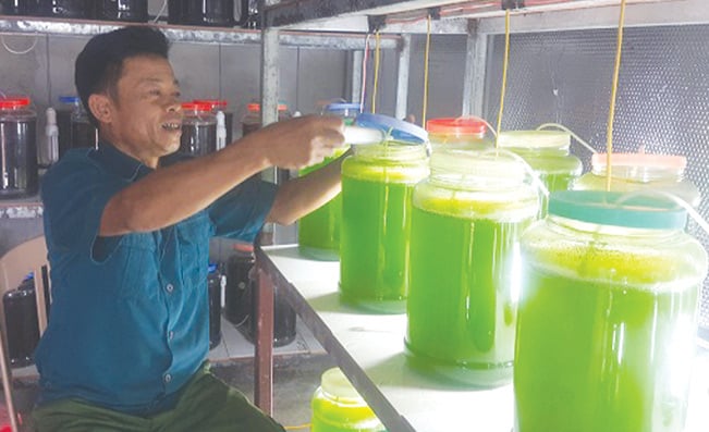 Ông Nguyễn Đốc Ngữ đang đi kiểm tra tốc độ phát triển của vi tảo được nuôi cấy trong phòng mát tại cơ sở. Phạm Quân Ông Nguyễn Đốc Ngữ đang đi kiểm tra tốc độ phát triển của vi tảo được nuôi cấy trong phòng mát tại cơ sở. Phạm Quân