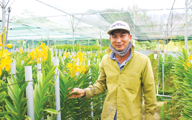 Ông Nguyễn Văn Thạnh (sinh năm 1965, trú thôn Lộc Mỹ, xã Hòa Bắc, Hòa Vang – TP.Đà Nẵng) được xem là một trong những người tiên phong đưa loài phong lan Mokara có nguồn gốc Thái Lan về trồng tại xã Hòa Bắc của Đà Nẵng. Diệu Bình Ông Nguyễn Văn Thạnh (sinh năm 1965, trú thôn Lộc Mỹ, xã Hòa Bắc, Hòa Vang – TP.Đà Nẵng) được xem là một trong những người tiên phong đưa loài phong lan Mokara có nguồn gốc Thái Lan về trồng tại xã Hòa Bắc của Đà Nẵng. Diệu Bình