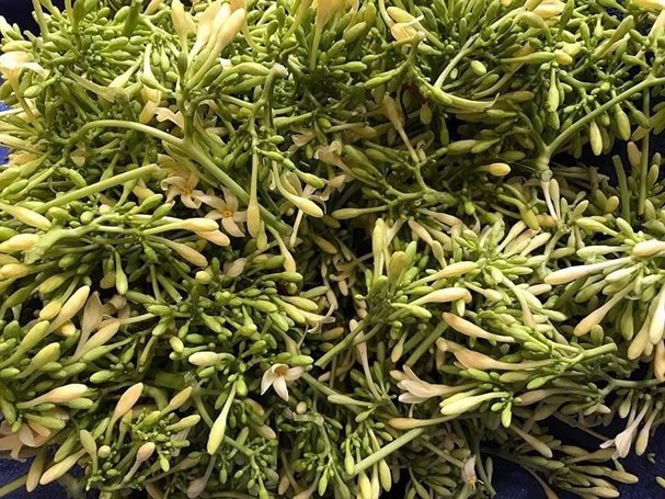 Hoa đu đủ đực là vị thuốc quý, được nhiều người lùng mua. Hoa đu đủ đực là vị thuốc quý, được nhiều người lùng mua.