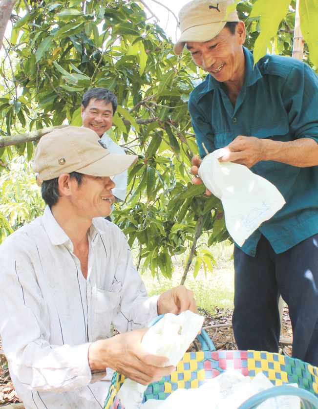 Nông dân ứng dụng công nghệ để nâng cao chất lượng quả xoài. Nông dân ứng dụng công nghệ để nâng cao chất lượng quả xoài.