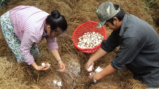 Năm 2019 Trung tâm Khuyến nông Vĩnh Long tiếp tục hỗ trợ cho đồng bào dân tộc xã khó khăn ở ấp Ngãi Lộ B, thôn Rôn, xã Trà Côn của huyện Trà Ôn.