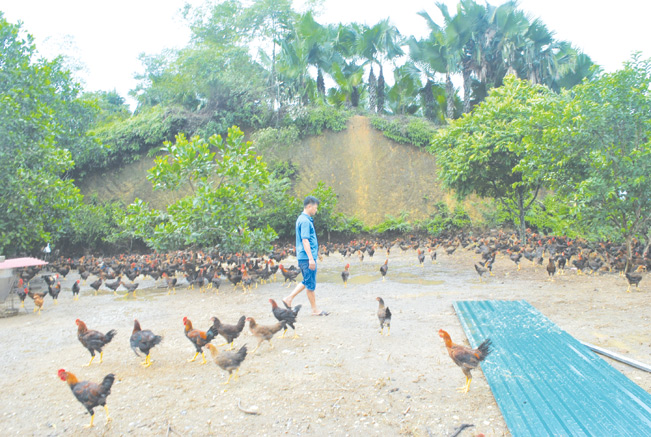 Anh Đoàn Minh Tuấn trong khu chăn gà thả đồi kết hợp vườn cây ăn quả.