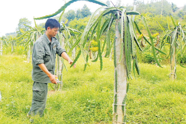 Vườn thanh long ruột đỏ sản xuất theo phương thức canh tác thuận tự nhiên cũng góp phần mang lại giá trị kinh tế cho gia đình anh Tuấn.