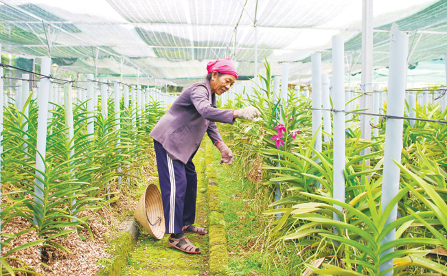 Bình quân mỗi tháng gia đình ông Nguyễn Văn Thạnh đút túi 17-20 triệu đồng từ trồng hoa lan Mokara. Diệu Bình Bình quân mỗi tháng gia đình ông Nguyễn Văn Thạnh đút túi 17-20 triệu đồng từ trồng hoa lan Mokara. Diệu Bình