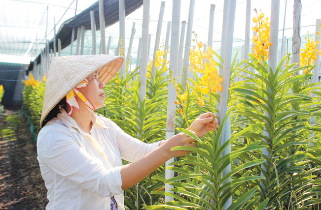 Mô hình trồng lan phát triển mạnh ở Củ Chi. Mô hình trồng lan phát triển mạnh ở Củ Chi.