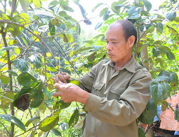 Hồng vành khuyên xứ Lạng mất mùa, thương lái lùng mua giá cao - Ảnh 3. Hồng vành khuyên xứ Lạng mất mùa, thương lái lùng mua giá cao - Ảnh 3.