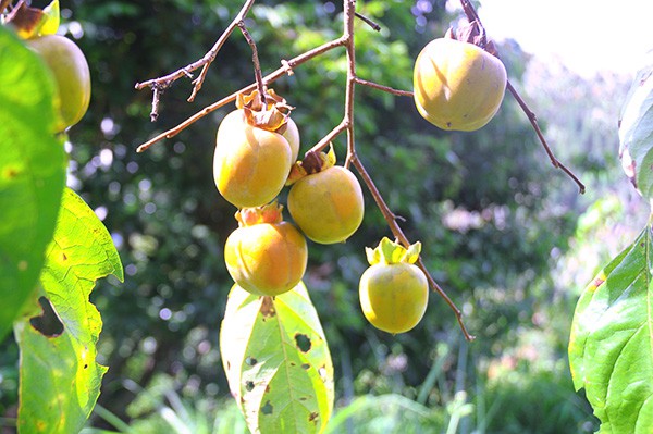 Hồng vành khuyên xứ Lạng mất mùa, thương lái lùng mua giá cao - Ảnh 1. Hồng vành khuyên xứ Lạng mất mùa, thương lái lùng mua giá cao - Ảnh 1.