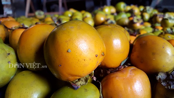 Hồng vành khuyên xứ Lạng mất mùa, thương lái lùng mua giá cao - Ảnh 4. Hồng vành khuyên xứ Lạng mất mùa, thương lái lùng mua giá cao - Ảnh 4.