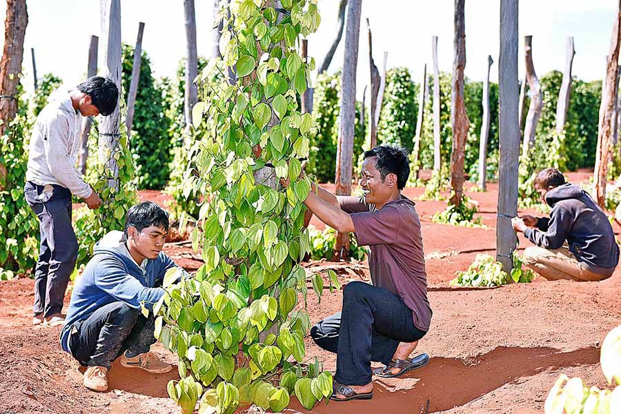 "Vương quốc hồ tiêu": 10 người 9 người mắc nợ, tán gia bại sản - Ảnh 1. "Vương quốc hồ tiêu": 10 người 9 người mắc nợ, tán gia bại sản - Ảnh 1.