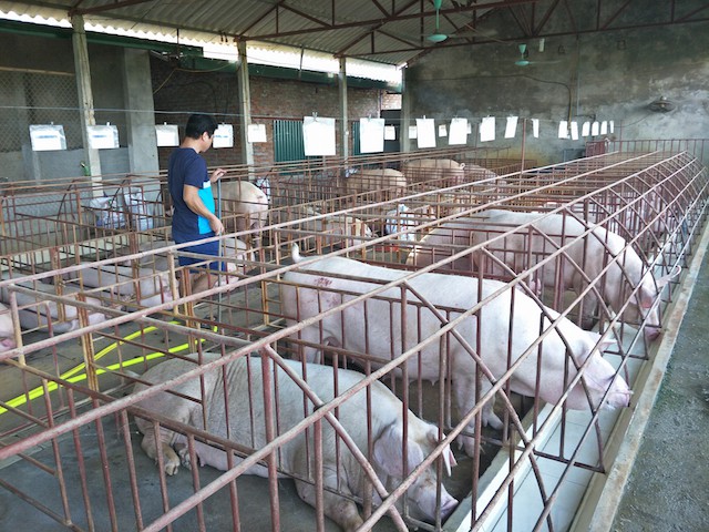 Giá heo hơi hôm nay 25/9: "Ông lớn" miền Nam tăng 1.000 đ/kg, dân phấn khởi - Ảnh 1. Giá heo hơi hôm nay 25/9: "Ông lớn" miền Nam tăng 1.000 đ/kg, dân phấn khởi - Ảnh 1.