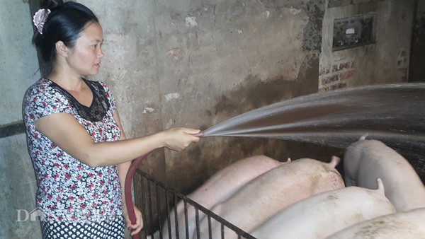 Giá heo hơi hôm nay 26/9: Miền Bắc biến động, lợn đi Trung Quốc gặp khó - Ảnh 2. Giá heo hơi hôm nay 26/9: Miền Bắc biến động, lợn đi Trung Quốc gặp khó - Ảnh 2.