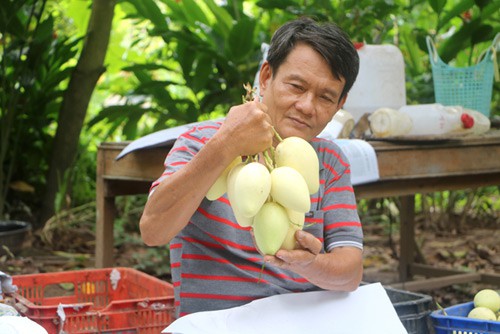 Trồng xoài hữu cơ siêu sạch, nhà vườn “kê cao gối ngủ” - Ảnh 1. Trồng xoài hữu cơ siêu sạch, nhà vườn “kê cao gối ngủ” - Ảnh 1.