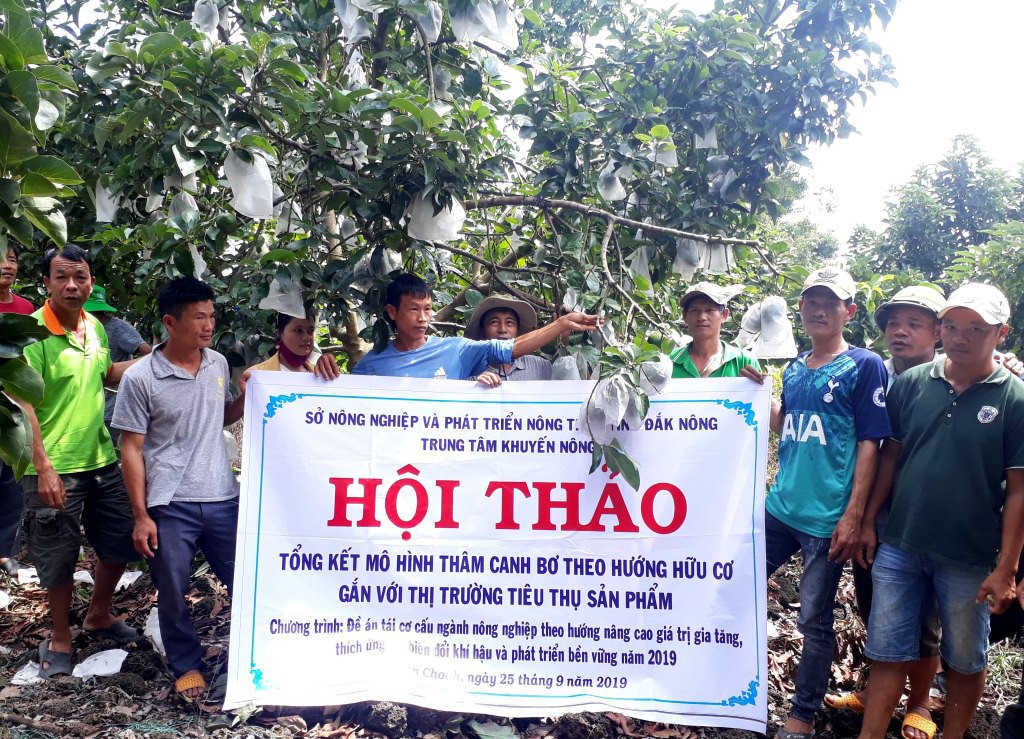 Quy trình hữu cơ nâng tầm cây "siêu thực phẩm": Bơ Đăk Nông - Ảnh 1. Quy trình hữu cơ nâng tầm cây "siêu thực phẩm": Bơ Đăk Nông - Ảnh 1.