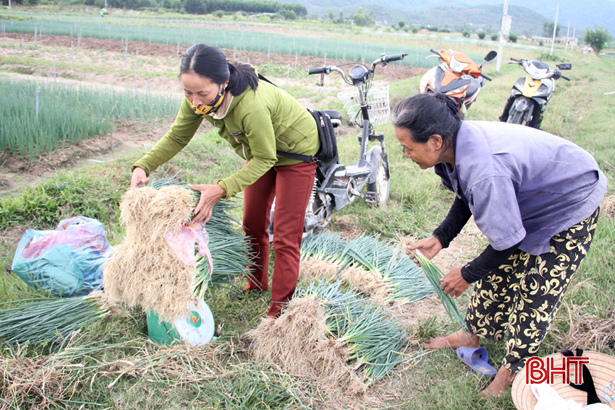 Hành lá Thuần Thiện chất lượng, được thương lái thu mua tận chân ruộng. Hành lá Thuần Thiện chất lượng, được thương lái thu mua tận chân ruộng.