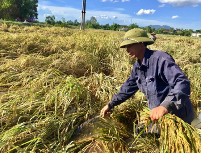 Thậm chí nhiều diện tích được gặt trước lúc mưa lũ nhưng không có chỗ phơi nên cũng bị hư hỏng. Thậm chí nhiều diện tích được gặt trước lúc mưa lũ nhưng không có chỗ phơi nên cũng bị hư hỏng.
