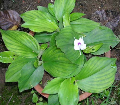 Cây địa liền ra hoa tháng 8 - tháng 9. Ảnh: lamcanh. Cây địa liền ra hoa tháng 8 - tháng 9. Ảnh: lamcanh.
