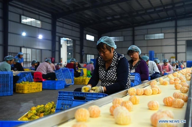 Vỏ quýt đã được phơi khô sẽ được cất ở nơi khô ráo hoặc cũng có thể cho vào dụng cụ cất trữ rồi đậy kín tránh nấm mốc. Vỏ quýt đã được phơi khô sẽ được cất ở nơi khô ráo hoặc cũng có thể cho vào dụng cụ cất trữ rồi đậy kín tránh nấm mốc.