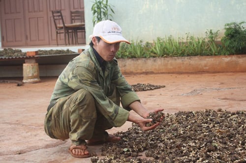 “vo mong” voi cay sachi (bai cuoi): thong tin day du, than trong hinh anh 2