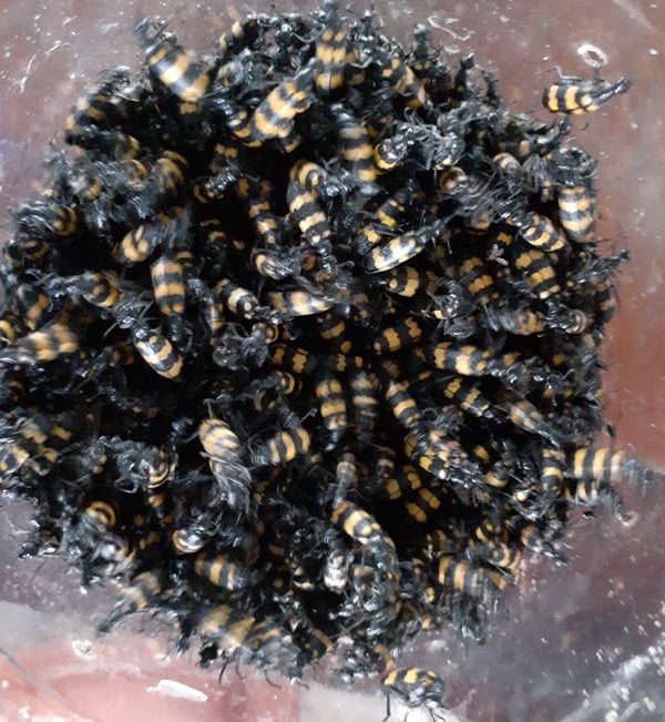 gia lai: san lung bọ 3 sọc ban gia cao bat thuong: 1,7 trieu/kg hinh anh 1