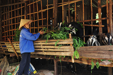 ho tieu rot gia tham, dan binh phuoc nuoi de, trong buoi lai du da hinh anh 1