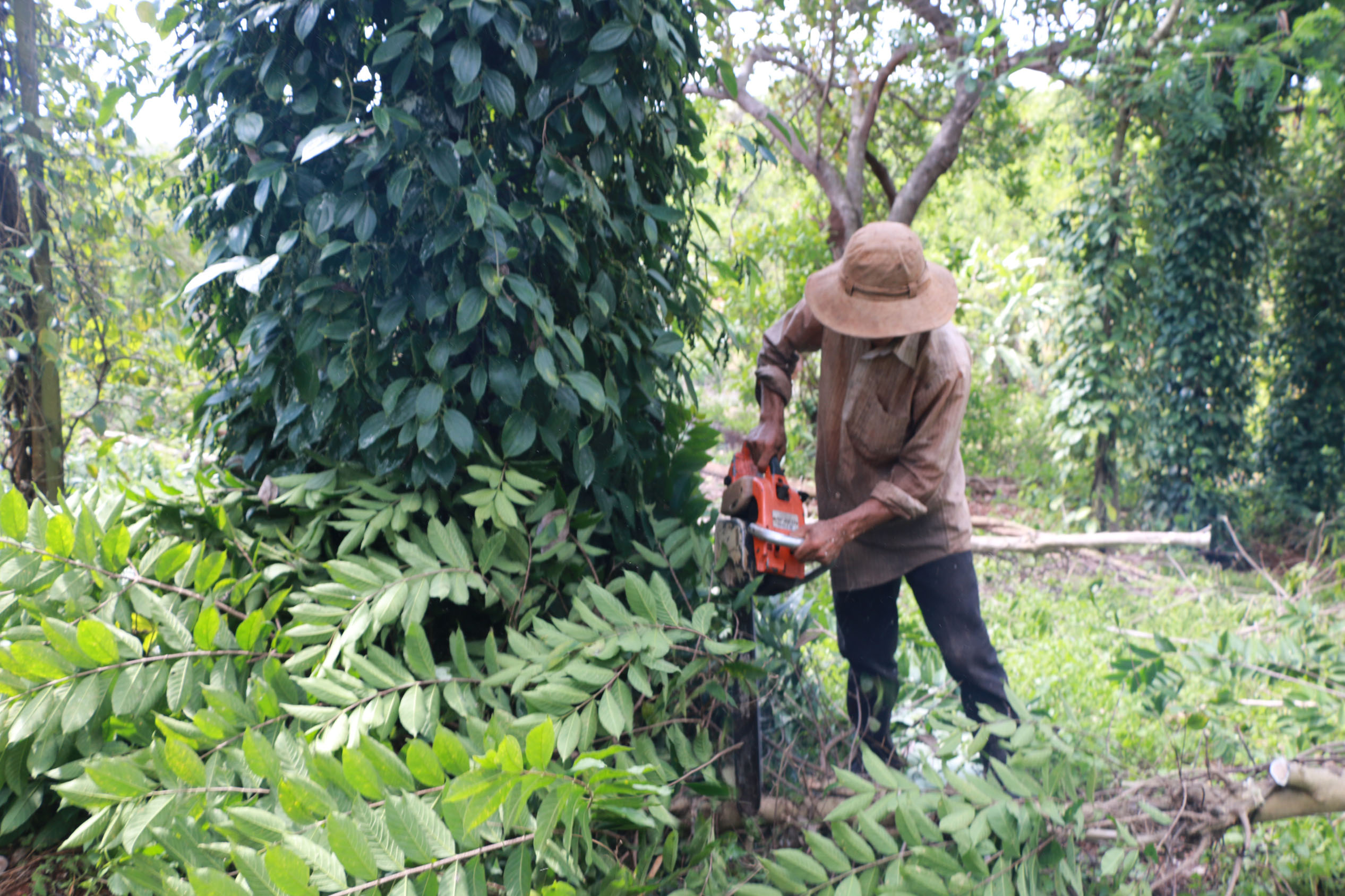 ho tieu rot gia tham, dan binh phuoc nuoi de, trong buoi lai du da hinh anh 2