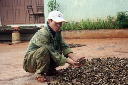 “vo mong” lam giau voi cay sachi (bai 2): thu mua nho giot, no tien hinh anh 1