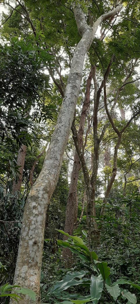 Theo biên bản, cây gỗ sưa đứng cận kề ngay Hội trường của Vườn, nhiều camera an ninh cách đó không xa, mà vẫn bị chặt. (Ảnh: Lao động) Theo biên bản, cây gỗ sưa đứng cận kề ngay Hội trường của Vườn, nhiều camera an ninh cách đó không xa, mà vẫn bị chặt. (Ảnh: Lao động)