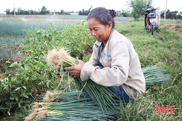 Bà Nguyễn Thị Minh phấn khởi chuẩn bị hành lá nhập cho thương lái. Bà Nguyễn Thị Minh phấn khởi chuẩn bị hành lá nhập cho thương lái.