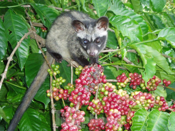 Còn đây là cà phê Robusta chín mọng, Cầy vòi hương chọn từng trái để ăn.