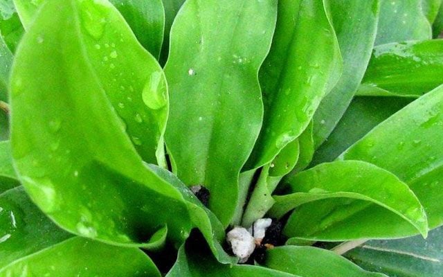 Cây địa liền có tên gọi như vậy vì nó có chiều cao thấp, mọc sát mặt đất. Ảnh: namlimxanh. Cây địa liền có tên gọi như vậy vì nó có chiều cao thấp, mọc sát mặt đất. Ảnh: namlimxanh.