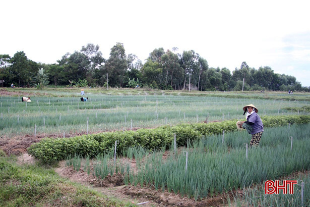 Xã Thuần Thiện sản xuất 5 ha hành lá tập trung tại thôn Lồng Lộng. Xã Thuần Thiện sản xuất 5 ha hành lá tập trung tại thôn Lồng Lộng.
