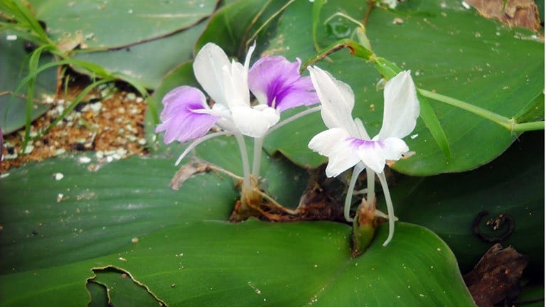 Cây địa liền có tên khoa học là Kaempferia galanga L., thuộc họ Gừng. Đây loại cây thân thảo sống lâu năm và không có thân. Ảnh: thuocdantoc. Cây địa liền có tên khoa học là Kaempferia galanga L., thuộc họ Gừng. Đây loại cây thân thảo sống lâu năm và không có thân. Ảnh: thuocdantoc.