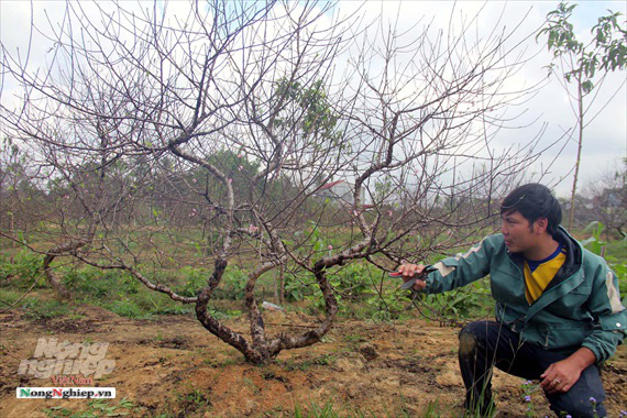 Thanh Hóa: Đào thế chơi Tết 'hút khách' - Ảnh 1.