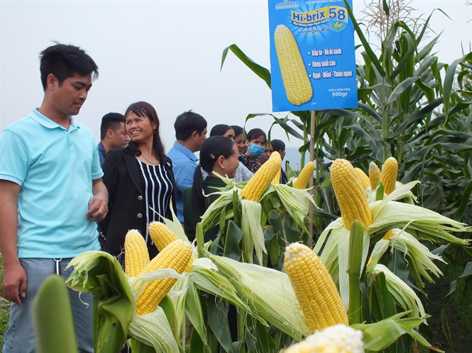 Bắp ngô ngọt sang Hàn Quốc giá 180 nghìn đồng - Ảnh 5.