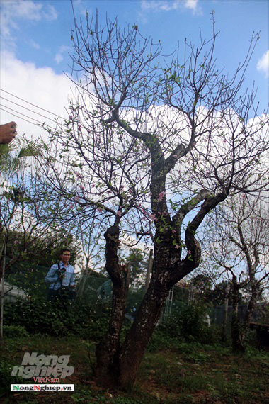 Thanh Hóa: Đào thế chơi Tết 'hút khách' - Ảnh 2.