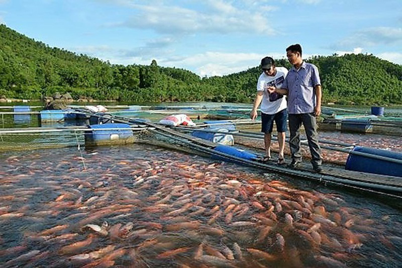 Người nuôi cá lồng bè phấn chấn chờ “hốt bạc” dịp Tết Canh Tý - Ảnh 1. Người nuôi cá lồng bè phấn chấn chờ “hốt bạc” dịp Tết Canh Tý - Ảnh 1.
