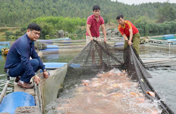 Người nuôi cá lồng bè phấn chấn chờ “hốt bạc” dịp Tết Canh Tý - Ảnh 2. Người nuôi cá lồng bè phấn chấn chờ “hốt bạc” dịp Tết Canh Tý - Ảnh 2.