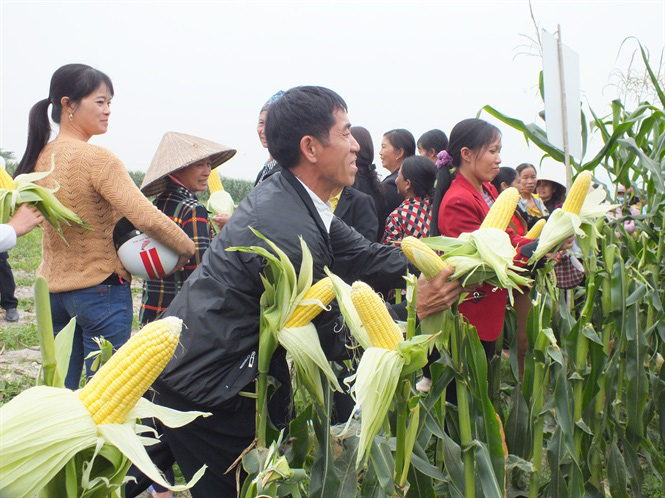 Bắp ngô ngọt sang Hàn Quốc giá 180 nghìn đồng - Ảnh 3. Bắp ngô ngọt sang Hàn Quốc giá 180 nghìn đồng - Ảnh 3.