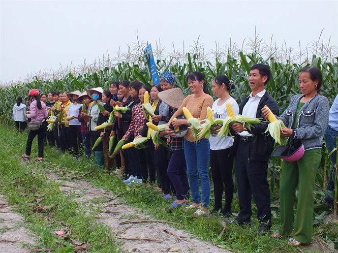 Bắp ngô ngọt sang Hàn Quốc giá 180 nghìn đồng - Ảnh 4. Bắp ngô ngọt sang Hàn Quốc giá 180 nghìn đồng - Ảnh 4.