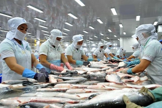 Cá tra Việt quay lại “hồi hương” - Ảnh 2.