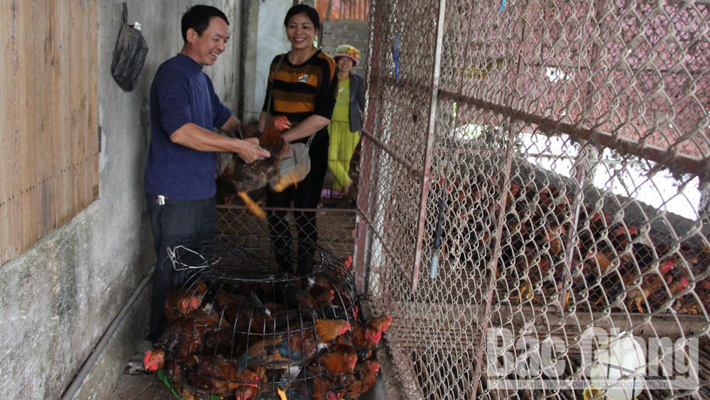 Bắc Giang: Giá gà tăng cao, đã bán hết hơn 1 triệu con gà đồi - Ảnh 3. Bắc Giang: Giá gà tăng cao, đã bán hết hơn 1 triệu con gà đồi - Ảnh 3.