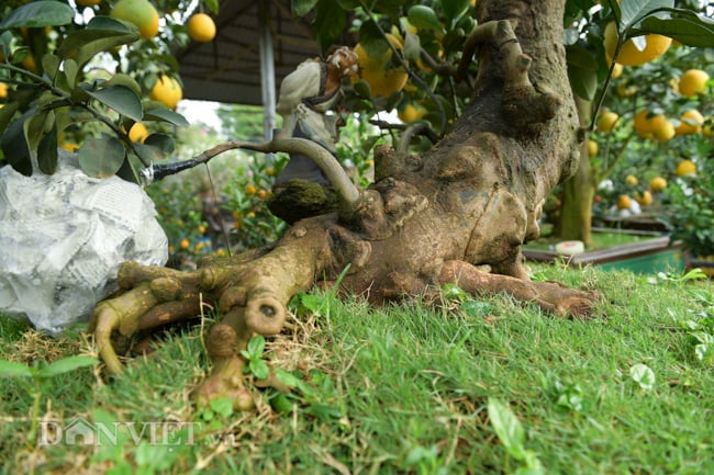 Ngắm bưởi cảnh bonsai độc nhất vô nhị giá trăm triệu - Ảnh 3. Ngắm bưởi cảnh bonsai độc nhất vô nhị giá trăm triệu - Ảnh 3.
