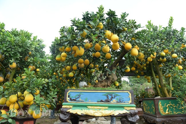 Ngắm bưởi cảnh bonsai độc nhất vô nhị giá trăm triệu - Ảnh 2. Ngắm bưởi cảnh bonsai độc nhất vô nhị giá trăm triệu - Ảnh 2.