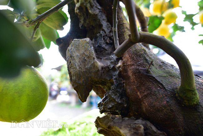 Ngắm bưởi cảnh bonsai độc nhất vô nhị giá trăm triệu - Ảnh 5. Ngắm bưởi cảnh bonsai độc nhất vô nhị giá trăm triệu - Ảnh 5.