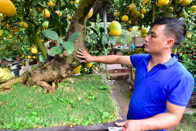 Ngắm bưởi cảnh bonsai độc nhất vô nhị giá trăm triệu - Ảnh 6. Ngắm bưởi cảnh bonsai độc nhất vô nhị giá trăm triệu - Ảnh 6.