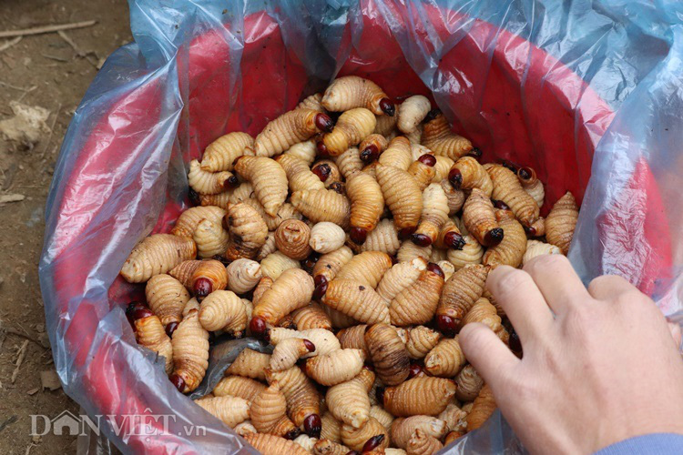 La liệt sâu dừa, rau đắng, nấm ngọc cẩu "tăng lực" ở chợ Tủa Chùa - Ảnh 2. La liệt sâu dừa, rau đắng, nấm ngọc cẩu "tăng lực" ở chợ Tủa Chùa - Ảnh 2.