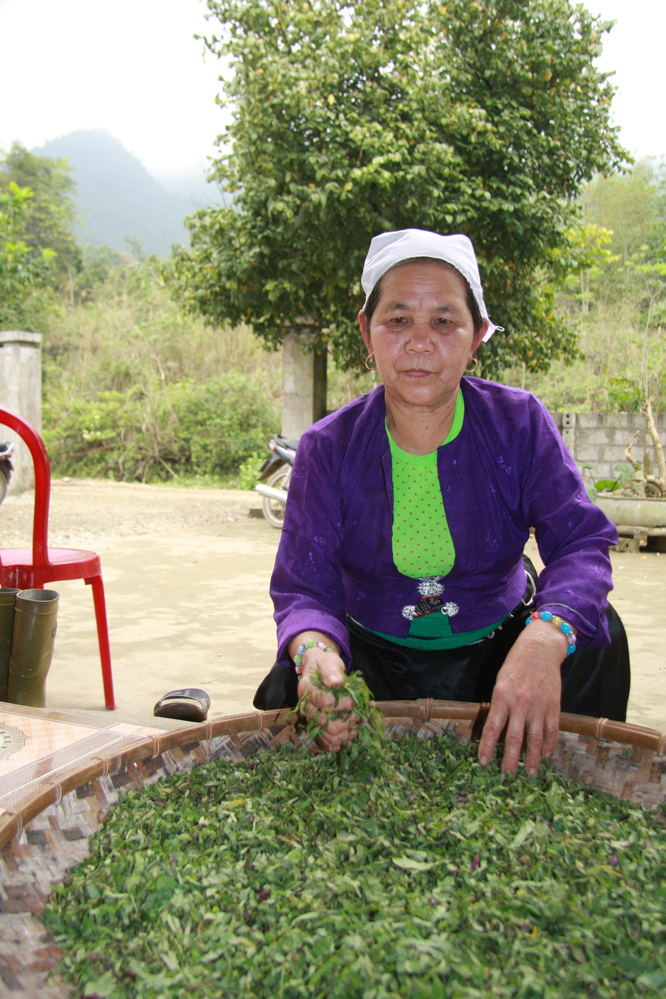 Bí ẩn bài thuốc treo chữa gãy xương - Ảnh 5. Bí ẩn bài thuốc treo chữa gãy xương - Ảnh 5.