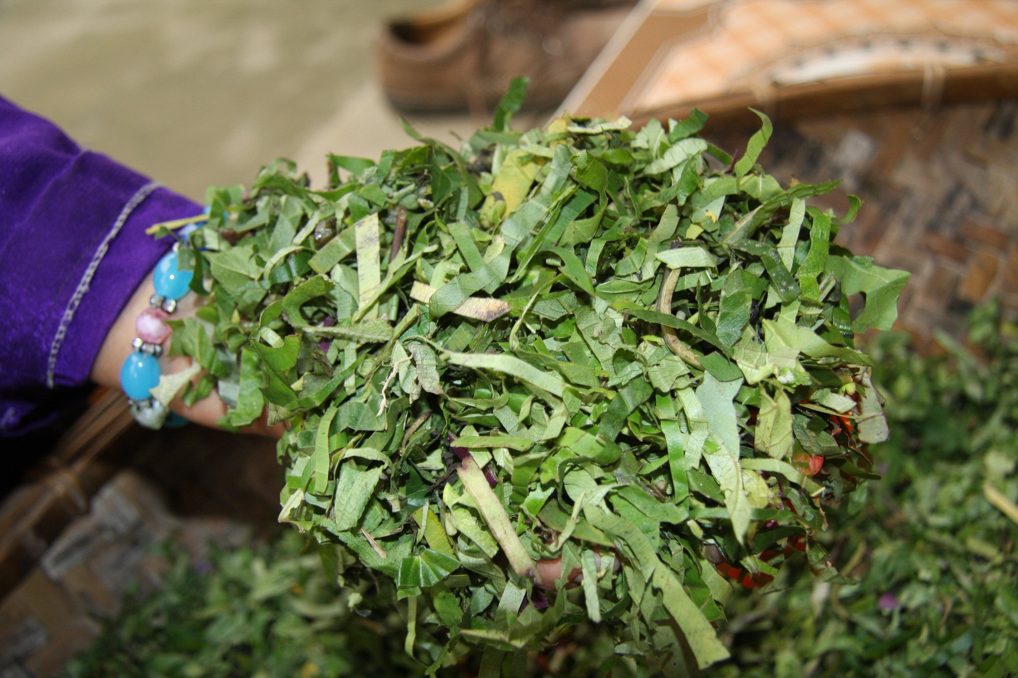 Bí ẩn bài thuốc treo chữa gãy xương - Ảnh 2. Bí ẩn bài thuốc treo chữa gãy xương - Ảnh 2.