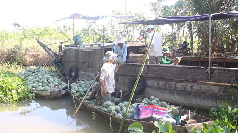 Nông dân trồng dưa hấu Tết phấn khởi vì trúng mùa trúng giá - Ảnh 2. Nông dân trồng dưa hấu Tết phấn khởi vì trúng mùa trúng giá - Ảnh 2.