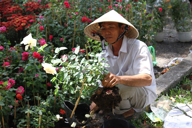 Tết Canh Tý 2020: Lại tái diễn cảnh đập bỏ hoa ngày 30 tháng chạp - Ảnh 7. Tết Canh Tý 2020: Lại tái diễn cảnh đập bỏ hoa ngày 30 tháng chạp - Ảnh 7.